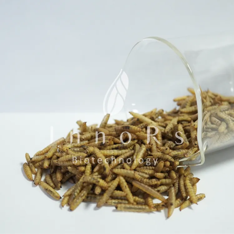 黑水虻微波蟲乾 Microwaved BSFL